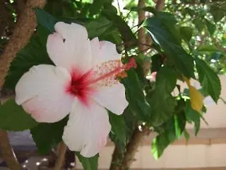 ***  Hotel Casa Bougainvillea Sóller España