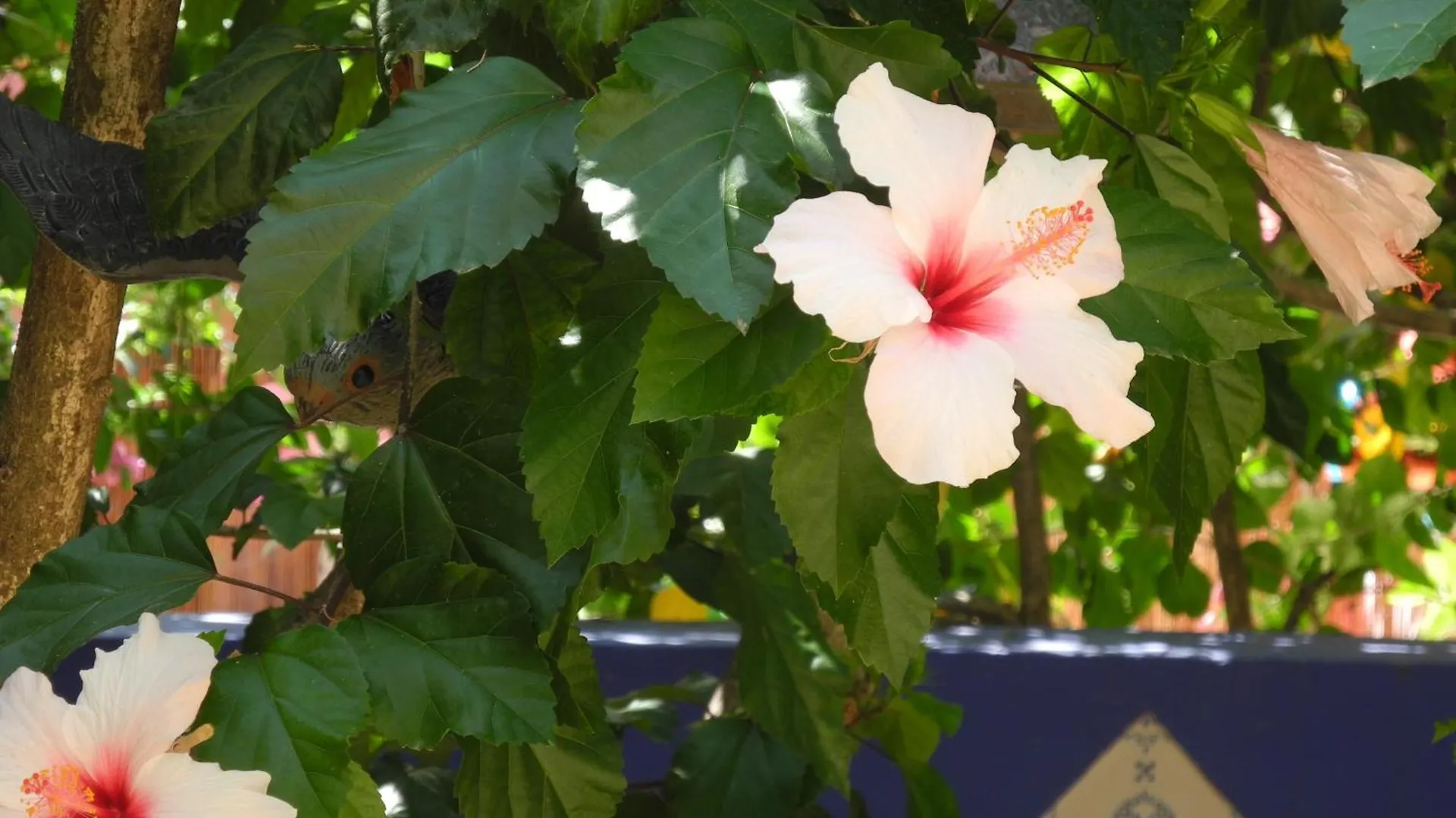 Hotel Casa Bougainvillea ソリェル 3*,  スペイン